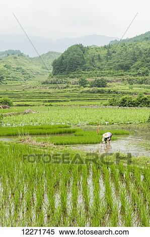 Stock Photography - Rice fields in a small village near to Wuyuan; Jiangxi province, China. Fotosearch