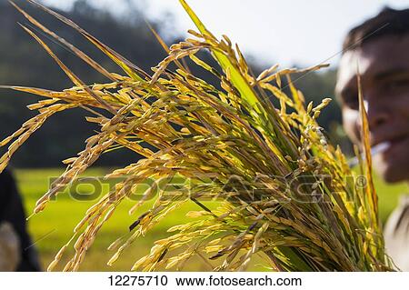 Rice, Flores Island, East Nusa Tenggara, Indonesia View Large Photo Image Stock Image - Rice, Flores Island, East Nusa Tenggara, Indonesia. Fotosearch