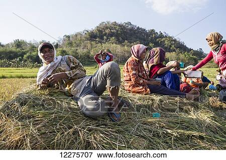 Stock Photo - rice harvest Flores Island, East Nusa Tenggara, Indonesia. Fotosearch