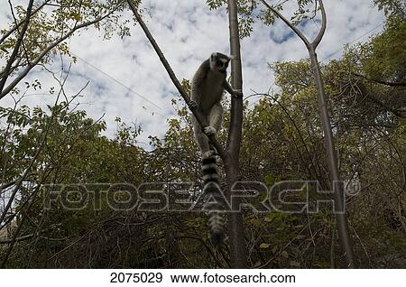 Stock Photo - Ring Tailed Lemur (Lemur Catta), Fianarantsoa Province, Madagascar. Fotosearch