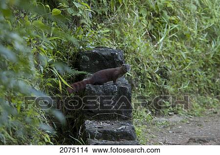 Picture - Ring-Tailed Mongoose (Calidia Elegans) In Ranomafana National Park, Fianarantsoa Province, Madagascar. Fotosearch