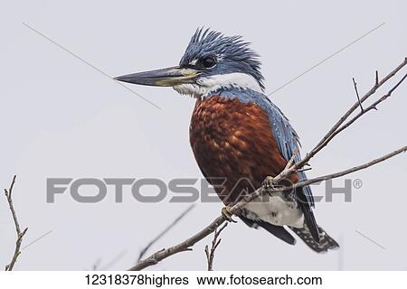 Stock Photograph - Ringed kingfisher (Megaceryle torquata) perched on branch facing left; Mato Grotto do Sol, Brazil. Fotosearch