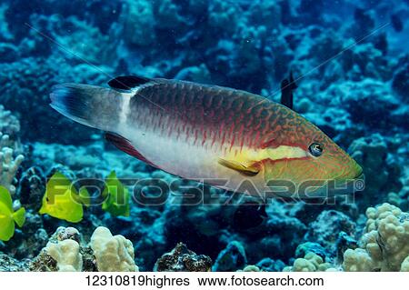 Stock Photograph - Ringtail Wrasse (Oxycheilinus unifasciatus) photographed while scuba diving off the Kona coast; Kona, Island of Hawaii, Hawaii, United States of America. Fotosearch