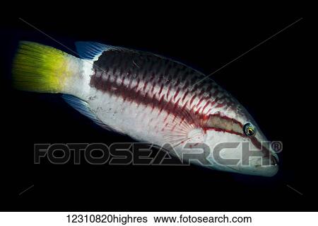Stock Photograph - Ringtail Wrasse (Oxycheilinus unifasciatus) photographed while scuba diving off the Kona coast; Kona, Island of Hawaii, Hawaii, United States of America. Fotosearch