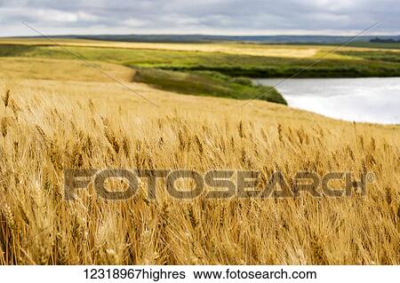 Ripe golden brown wheat field with pond and rolling hills in the background; Elkwater, Alberta, Canada View Large Photo Image Stock Photograph - Ripe golden brown wheat field with pond and rolling hills in the background; Elkwater, Alberta, Canada. Fotosearch