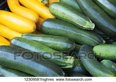 Ripe zucchini for sale; Lititz, Pennsylvania, United States of America View Large Photo Image Stock Photograph - Ripe zucchini for sale; Lititz, Pennsylvania, United States of America. Fotosearch