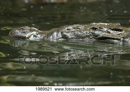 Stock Image - River Crocodile (Crocodylus Acutus), Canyon Sink, Chiapas, Mexico. Fotosearch