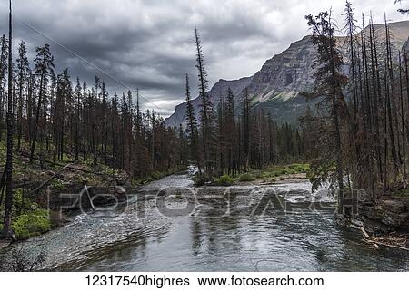 Stock Photograph - River running through a landscape of forest and mountains, Glacier National park; Browning, Montana, United States of America. Fotosearch