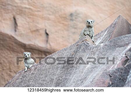 Rock Hyrax (Dassie) are sitting on a rock and watching the sunset; Namibia View Large Photo Image Stock Photograph - Rock Hyrax (Dassie) are sitting on a rock and watching the sunset; Namibia. Fotosearch