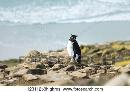 Rockhopper penguin (Eudyptes) on the shore with surf washing onto shore View Large Photo Image Stock Photograph - Rockhopper penguin (Eudyptes) on the shore with surf washing onto shore. Fotosearch