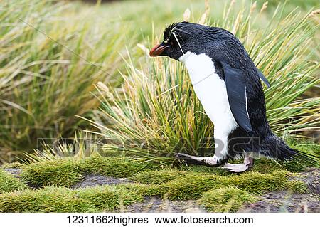Stock Photograph - Rockhopper penguin walking in the tall grass. Fotosearch