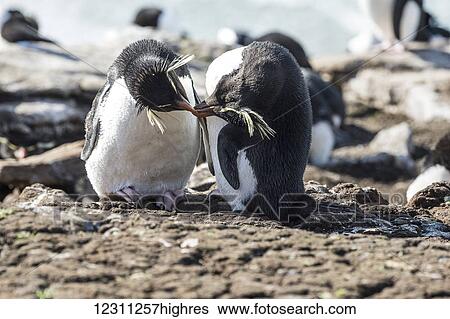 Stock Photograph - Rockhopper penguins (Eudyptes) eating and sharing a plant together. Fotosearch