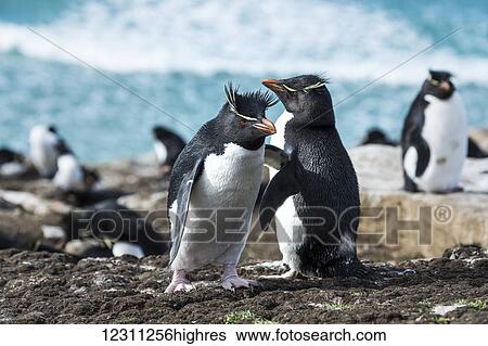 Stock Photograph - Rockhopper penguins (Eudyptes) on the shore. Fotosearch