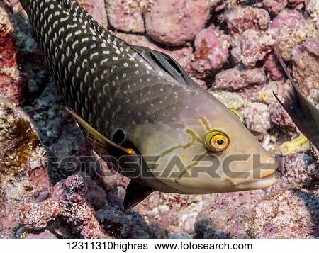 Stock Photograph - Rockmover Wrasse (Novaculichthys taeniourus) portrait takne while scuba diving the Kona coast; Kona, Island of Hawaii, Hawaii, United States of America. Fotosearch