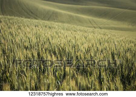 Stock Photograph - Rolling hills of barley grain fields in the Palouse County of Eastern Washington; Washington, United States of America. Fotosearch