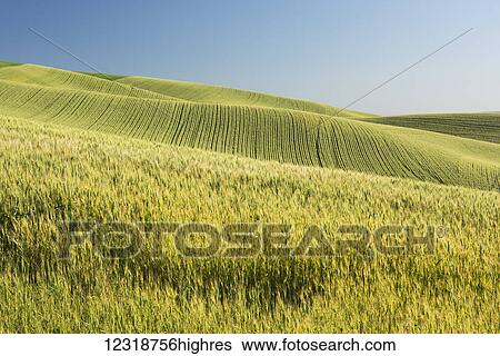 Stock Photograph - Rolling hills of barley grain fields and blue sky in the Palouse County of Eastern Washington; Washington, United States of America. Fotosearch