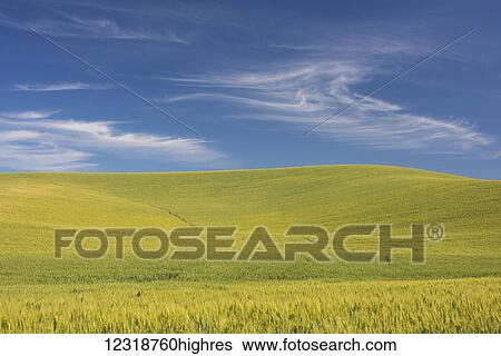 Stock Photograph - Rolling hills of barley grain fields and blue sky in the Palouse County of Eastern Washington; Washington, United States of America. Fotosearch