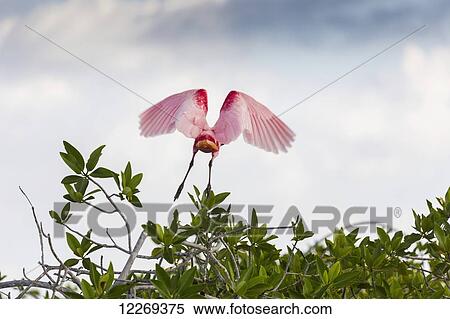 Roseate Spoonbill (Platalea ajaja) in flight off a mangrove shrub with clouds and blue sky; Tulum, Quintana Roo, Mexico View Large Photo Image Stock Photography - Roseate Spoonbill (Platalea ajaja) in flight off a mangrove shrub with clouds and blue sky; Tulum, Quintana Roo, Mexico. Fotosearch