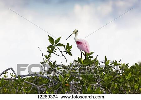 Roseate Spoonbill (Platalea ajaja) perched on a mangrove shrub with clouds and blue sky; Tulum, Quintana Roo, Mexico View Large Photo Image Picture - Roseate Spoonbill (Platalea ajaja) perched on a mangrove shrub with clouds and blue sky; Tulum, Quintana Roo, Mexico. Fotosearch