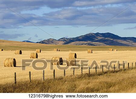 Stock Photograph - Round bales of hay on a golden field with mountains in the distance; Pincher Creek, Alberta, Canada. Fotosearch
