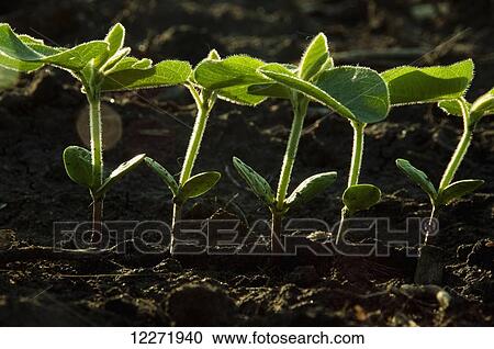 Stock Image - Row of soybean seedlings backlit by early morning light, near Truman; Minnesota, United States of America. Fotosearch