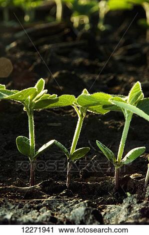 Stock Image - Row of soybean seedlings backlit by early morning light, near Truman; Minnesota, United States of America. Fotosearch