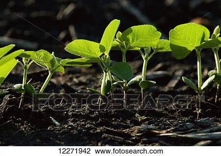 Stock Image - Row of soybean seedlings backlit by early morning light, near Truman; Minnesota, United States of America. Fotosearch