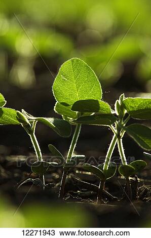 Stock Image - Row of soybean seedlings backlit by early morning light, near Truman; Minnesota, United States of America. Fotosearch