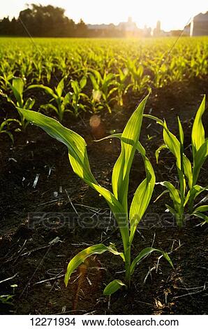 Picture - Rows of early growth grain corn plants backlit by the sunrise with a farmstead in the background, near Truman; Minnesota, United States of America. Fotosearch