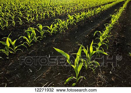 Stock Image - Rows of early growth grain corn plants backlit by the sunrise, near Truman; Minnesota, United States of America. Fotosearch