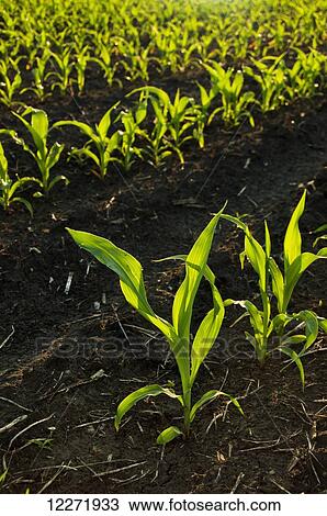 Rows of early growth grain corn plants backlit by the sunrise, near Truman; Minnesota, United States of America View Large Photo Image Stock Image - Rows of early growth grain corn plants backlit by the sunrise, near Truman; Minnesota, United States of America. Fotosearch