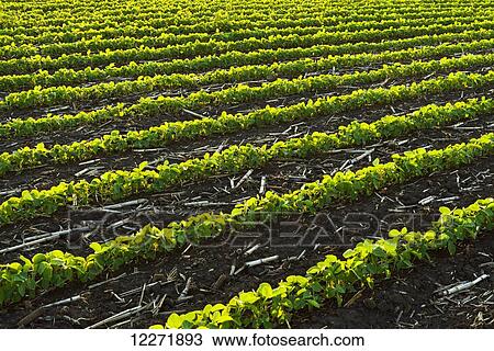 Rows of early growth soybeans in late afternoon light with corn debris from the previous year’s corn crop between the rows; Iowa, United States of America View Large Photo Image Stock Image - Rows of early growth soybeans in late afternoon light with corn debris from the previous year’s corn crop between the rows; Iowa, United States of America. Fotosearch