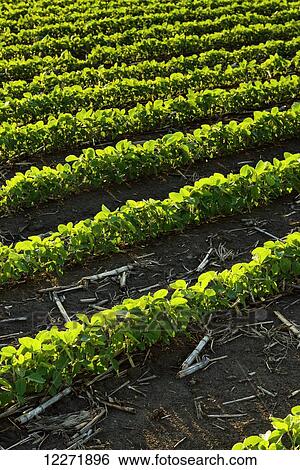 Stock Photograph - Rows of early growth soybeans in late afternoon light with corn debris from the previous year’s corn crop between the rows; Iowa, United States of America. Fotosearch