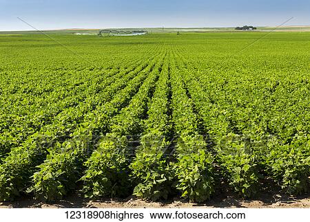 Stock Photograph - Rows of potato plants with large irrigation watering in the background, North of Taber; Alberta, Canada. Fotosearch