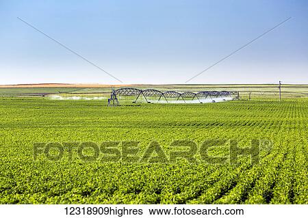 Stock Photograph - Rows of potato plants with large irrigation watering in the background, North of Taber; Alberta, Canada. Fotosearch