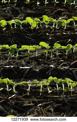 Rows of soybean seedlings backlit by early morning light, near Truman; Minnesota, United States of America View Large Photo Image Stock Photo - Rows of soybean seedlings backlit by early morning light, near Truman; Minnesota, United States of America. Fotosearch