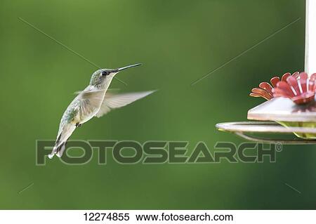 Ruby-throated hummingbird (Archilochus colubris) approaches a feeder; Iowa, United States of America View Large Photo Image Stock Photography - Ruby-throated hummingbird (Archilochus colubris) approaches a feeder; Iowa, United States of America. Fotosearch