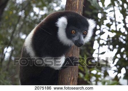 Stock Photograph - Ruffed Lemur (Varecia Variegata), Andasibe-Mantadia National Park, Toamasina Province, Madagascar. Fotosearch