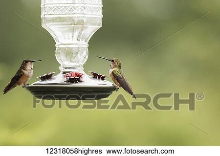 Stock Photograph - Rufous Hummingbird (Selasphorus rufus) at a feeder in the Portage Valley, South-central Alaska; Alaska, United States of America. Fotosearch