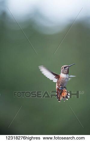 Stock Photograph - Rufous hummingbird (Selasphorus rufus); Pelican, Alaska, United States of America. Fotosearch