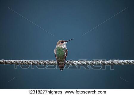 Stock Photograph - Rufous hummingbird (Selasphorus rufus) perched on a rope; Pelican, Alaska, United States of America. Fotosearch