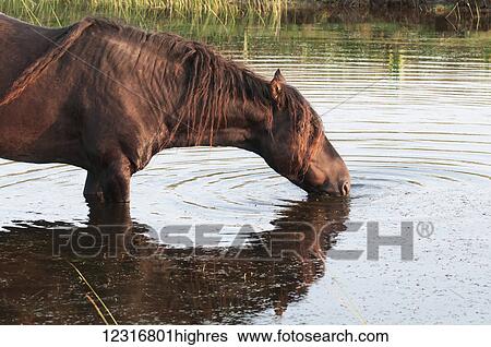 Stock Photograph - Sable Island horse drinking water from a pond; Sable Island, Nova Scotia, Canada. Fotosearch