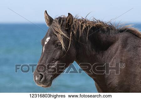 Stock Photograph - Sable Island horse with ocean in the background; Sable Island, Nova Scotia, Canada. Fotosearch