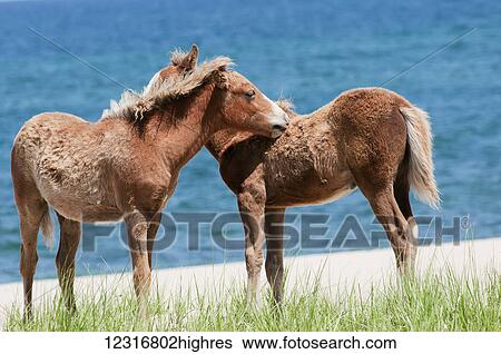 Stock Photograph - Sable Island ponies; Sable Island, Nova Scotia, Canada. Fotosearch