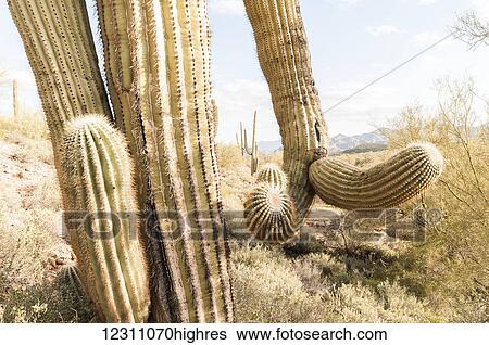 Saguaro (Carnegiea gigantea); Arizona, United States of America View Large Photo Image Stock Photograph - Saguaro (Carnegiea gigantea); Arizona, United States of America. Fotosearch