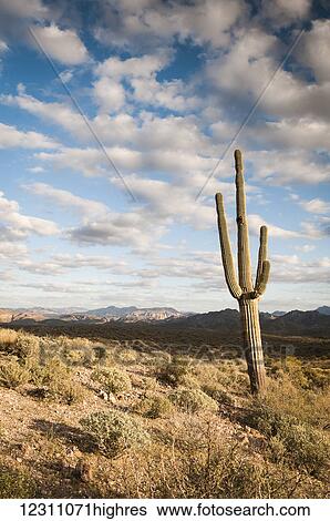 Stock Photograph - Saguaro (Carnegiea gigantea) cactus and landscape; Arizona, United States of America. Fotosearch
