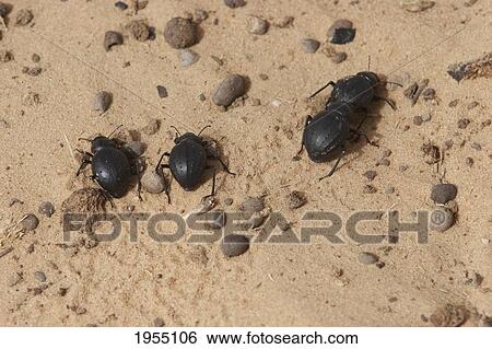 Stock Photograph - Saharan Dung Beetles, Timbuktu, Mali. Fotosearch