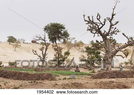 Sahel Landscape In Tireli, Mali View Large Photo Image Stock Image - Sahel Landscape In Tireli, Mali. Fotosearch