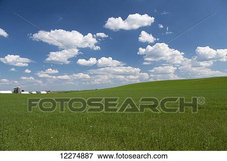 Stock Photo - Scenic view of an alfalfa field on a sunny day; Iowa, United States of America. Fotosearch