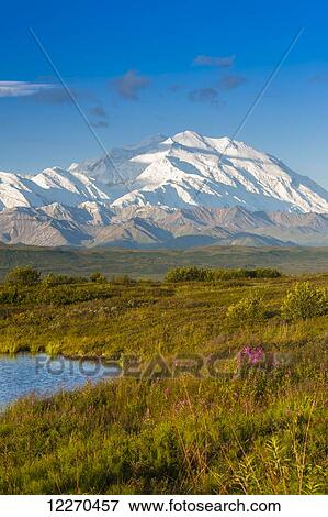 Scenic view of Mt. McKinley at Unit 14 with Reflection Pond in the foreground, Denali National Park, Interior Alaska, Summer View Large Photo Image Stock Photo - Scenic view of Mt. McKinley at Unit 14 with Reflection Pond in the foreground, Denali National Park, Interior Alaska, Summer. Fotosearch